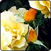Rose Golden Tribute