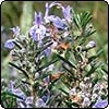  Rosemary 