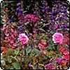 Roses In The New Rose Garden