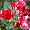  Guy Savoy Rose 