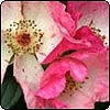  Rosy Cushion Rose 