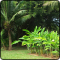  Maire Nui Botanical Gardens, Rarotonga 