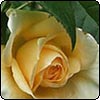 Royden Rose