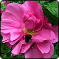  Moosey News : November 2011 