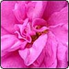  Rugosa Roses 