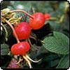  Rugosa Rose Hips 