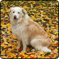 Autumn Apologies