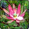  Leucadendron Safari Sunset 
