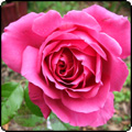 Saint Exupery Rose