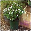 Garden Sales