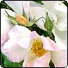  Sally Holmes Rose 