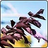 Salvia Black Knight
