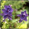  Salvia Horminum 