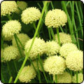 Garden Blogs - Three