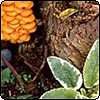  Scrophularia & Fungi 