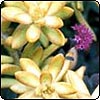 Sedum Adolphii