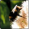 Sedum & Bumble Bee