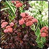 Sedums by the Dog-Path Seat