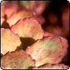 Unknown Sedum