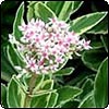 Variegated Sedum