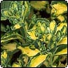  Sedum 