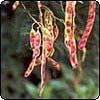 Acacia Seed Pods