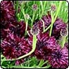  Purple Cornflower 
