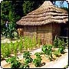 Growing African Vegetables