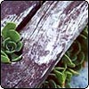 Sempervivum under Seat