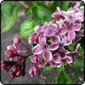 Lilac Sensation