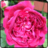  William Shakespeare Rose 