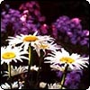 Shasta Daisies