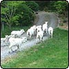  Follow That Sheep 
