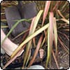 The Manly Garden Help