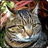 Big Fat Sifter Cat