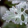 Silver Cinneraria