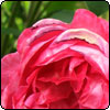 Sir Benjamin and Sir Edward Roses