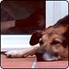 Sleepy Dog