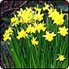 Daffodils