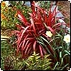  Small Red Flax 