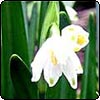 Sneaky Spring