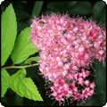  Spiraea Shrub 