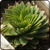 Aloe - not a Polyphylla!