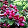 Crabapple Blossom