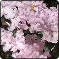 Spring Dance Rhododendron