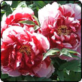  May Holiday - 3 