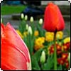  Churchyard Garden Tulips 