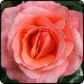 Hybrid Teas, Please...