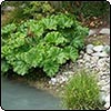  Darmera peltata 
