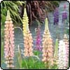 Russell Lupins